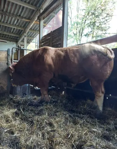 Plemenného býka Limousine