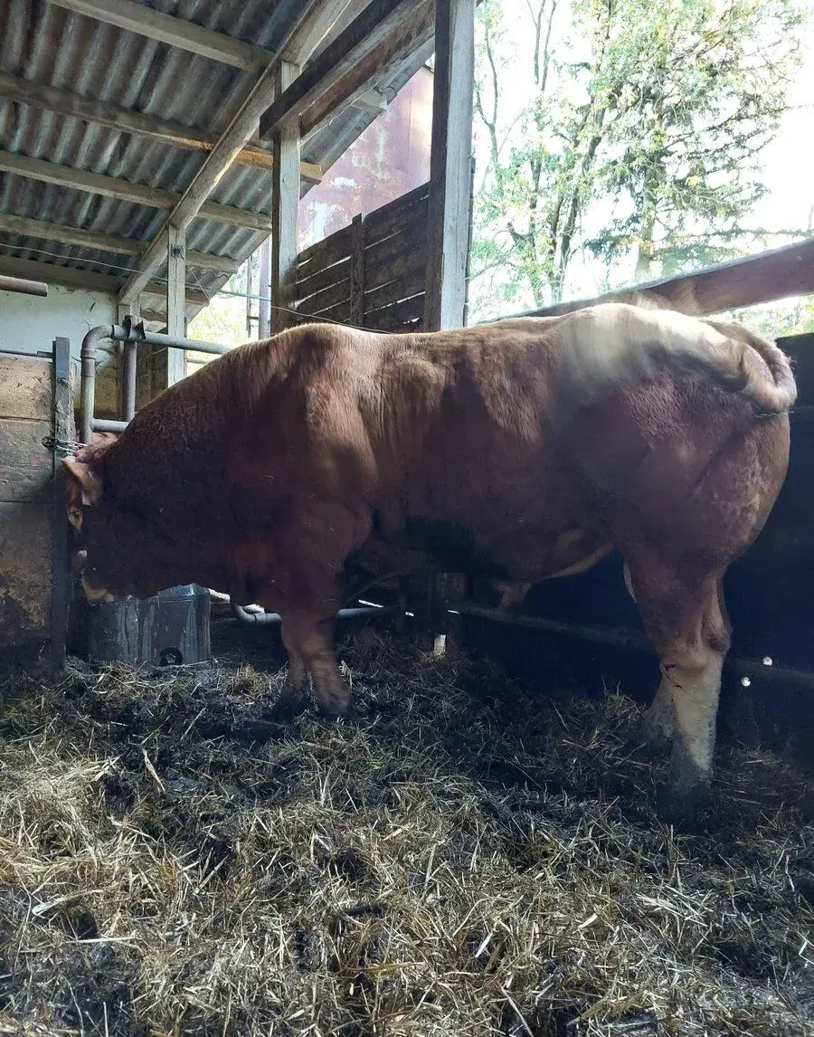 Plemenného býka Limousine