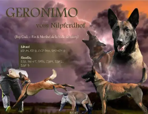 Belgický ovčák Malinois