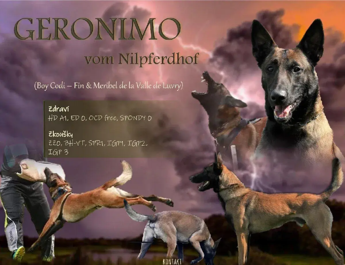 Belgický ovčák Malinois