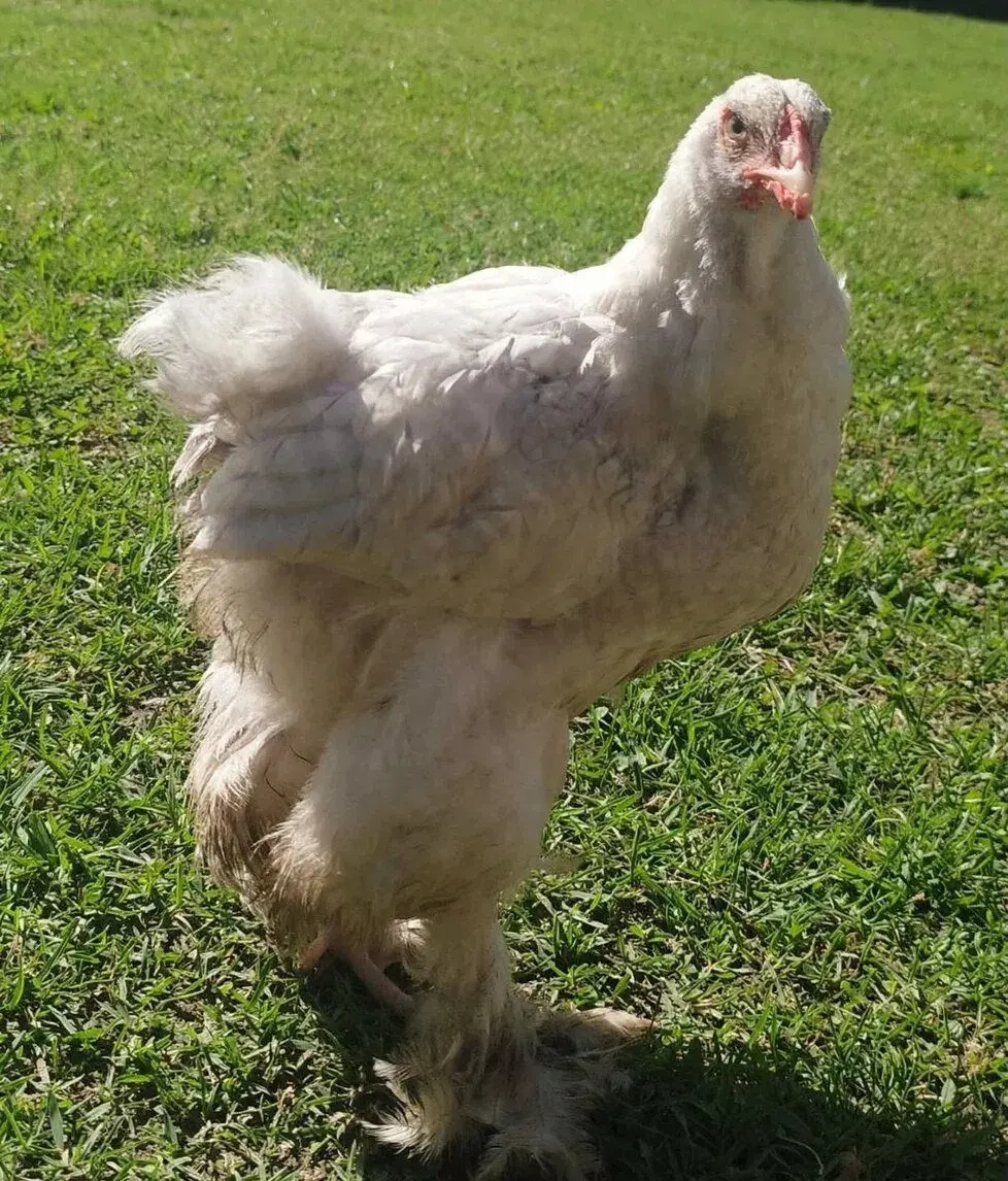 Kohoutek Brahma
