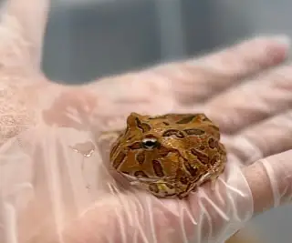 Rohatka Cranwellova - Ceratophrys cranwelli