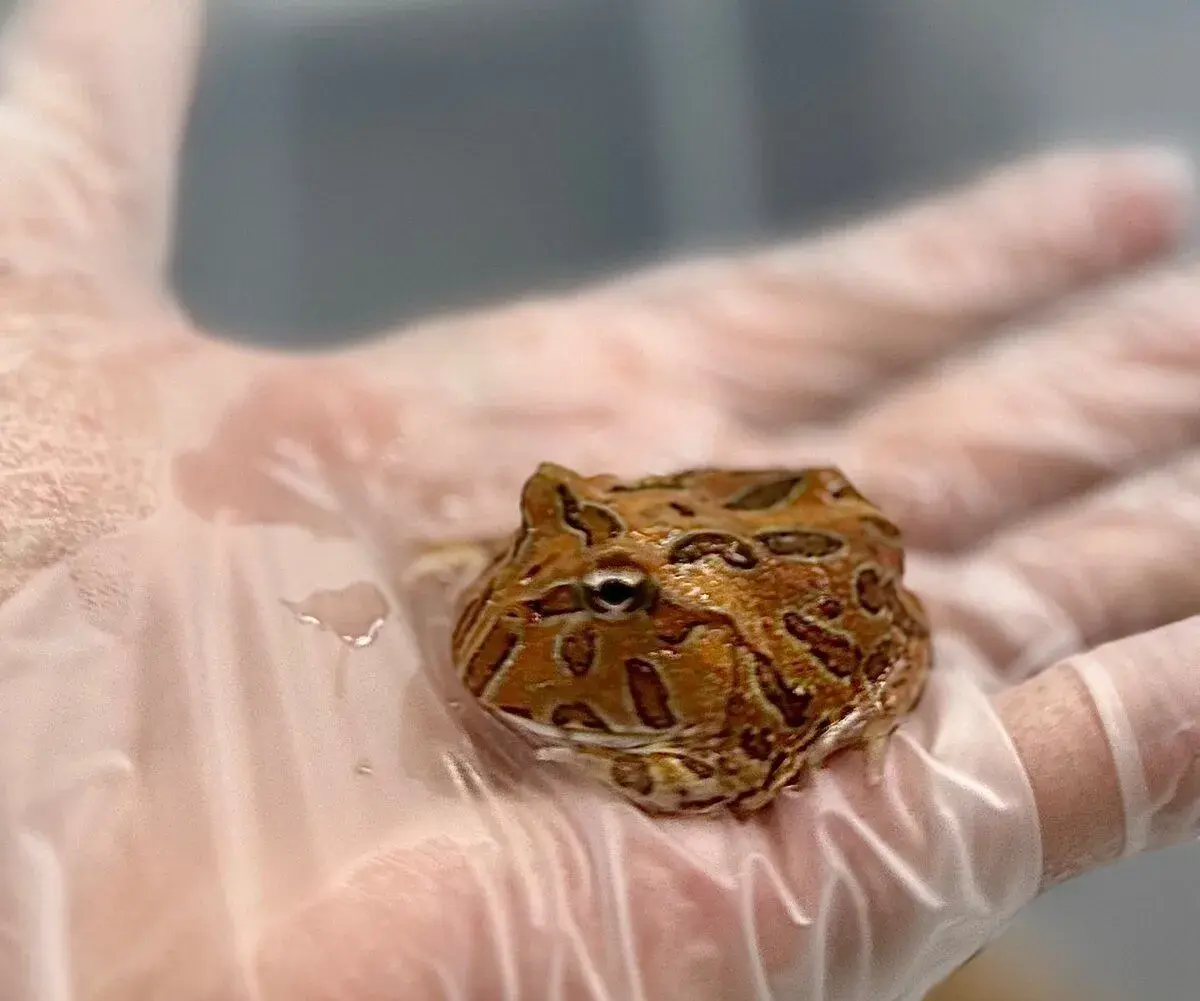 Rohatka Cranwellova - Ceratophrys cranwelli