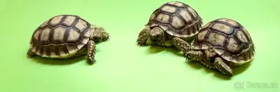 Želva stepní, Želva ostruhatá