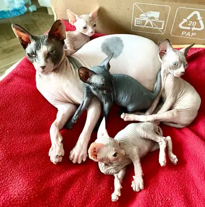 Sphynx koťátka bez pp