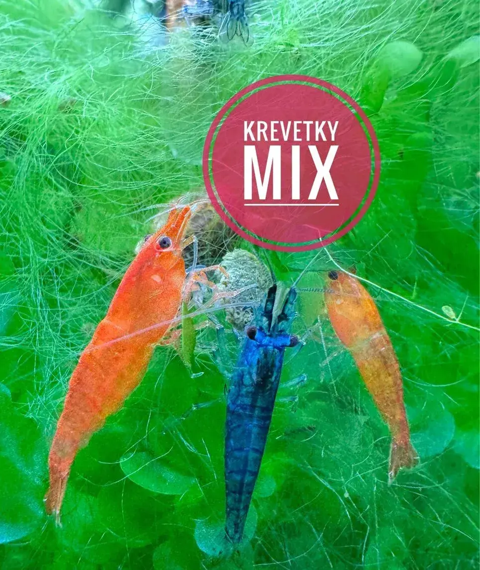 Krevetky MIX