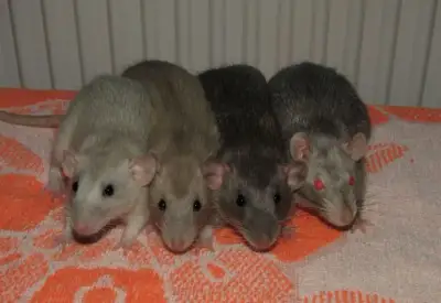 Dumbo, velveteen, silvermane potkáňátka s rodokmenem