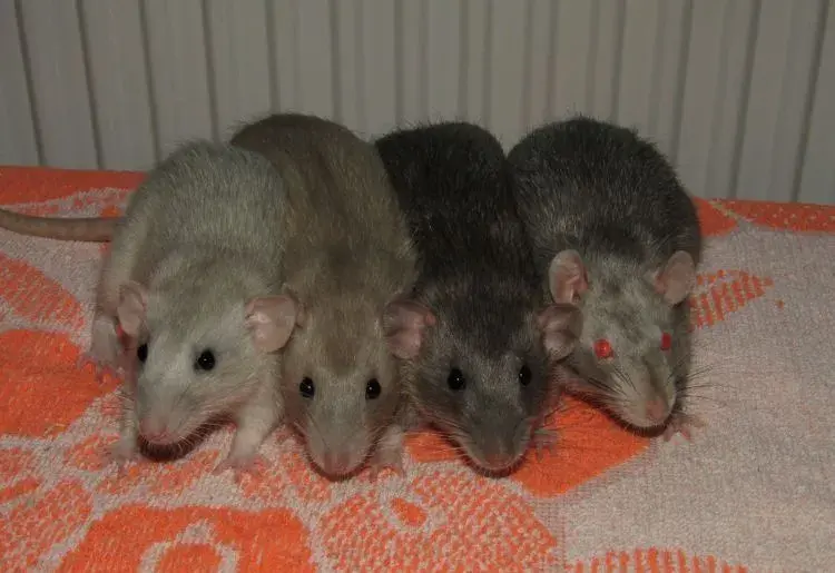 Dumbo, velveteen, silvermane potkáňátka s rodokmenem