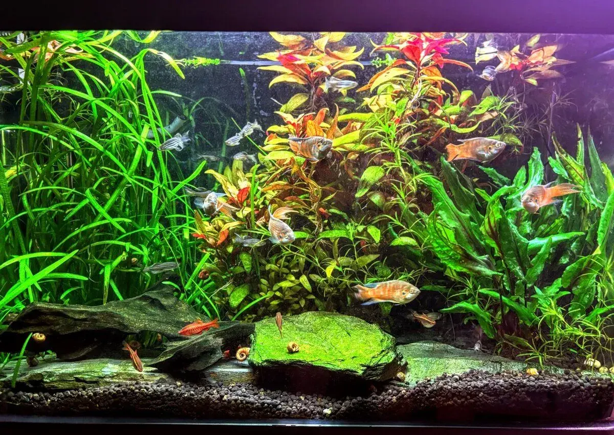 Akvarijní set INVITAL EasyTank PRO 58l