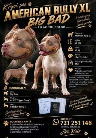 KRYCÍ PES AMERICAN BULLY XL