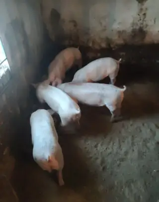 Domácí prasata v půlkách