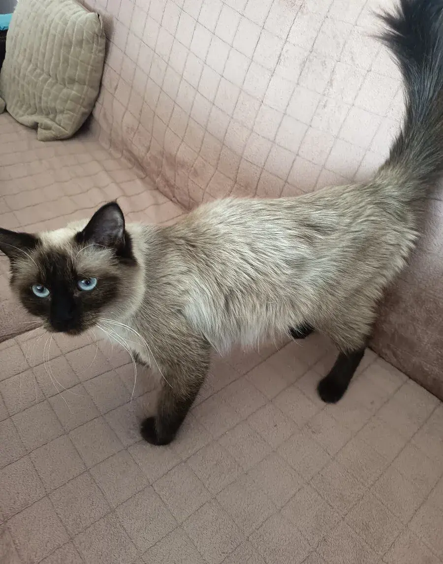 Kočku Ragdoll stáří 1,5 roku
