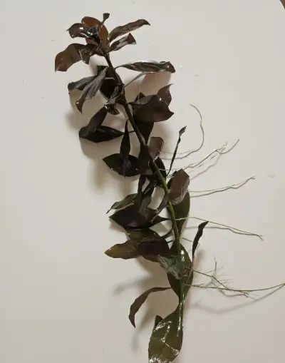 Akvarijni rostlina