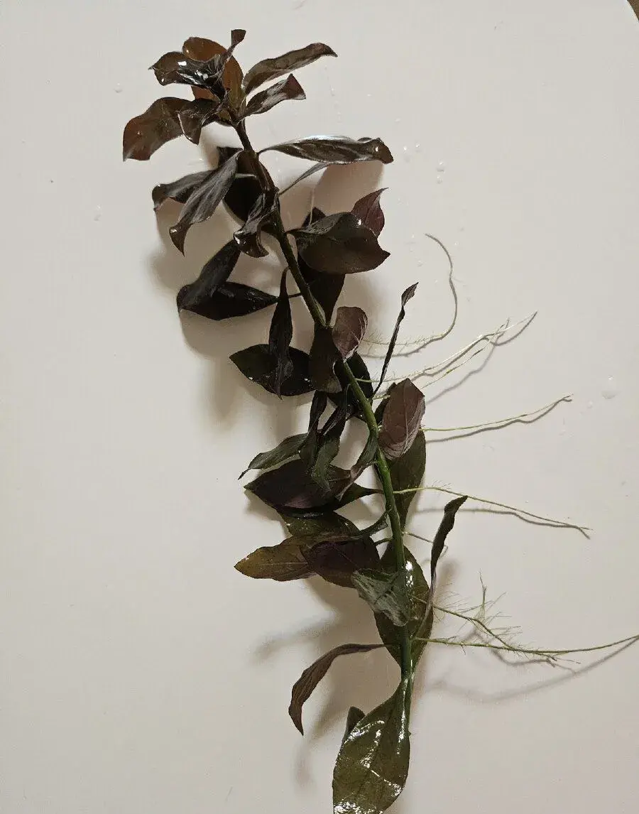 Akvarijni rostlina
