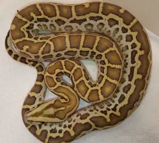 Krajta tmavá Hypo