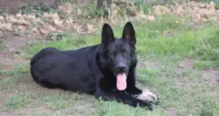 Německý ovčák -krytí