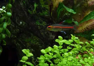 Tetra žhavá - Hemigrammus erythrozonus