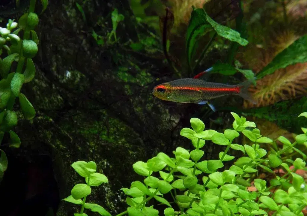Tetra žhavá - Hemigrammus erythrozonus