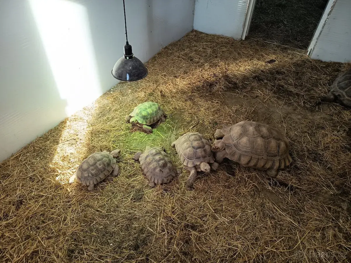 Samice sulcata želva ostruhata