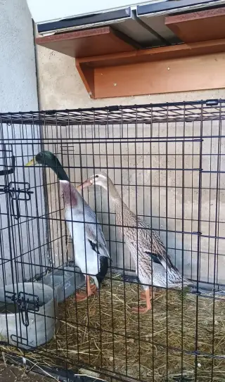 Indický běžec