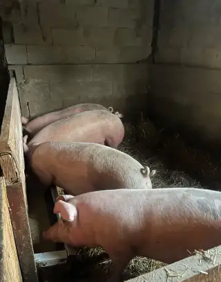 Prasata