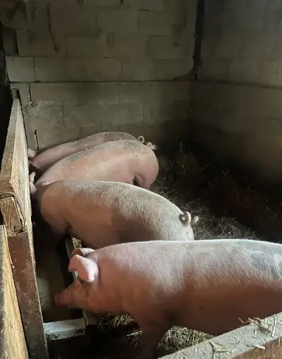 Prasata