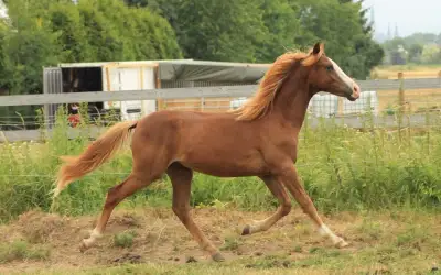 Sportovní pony hřebeček