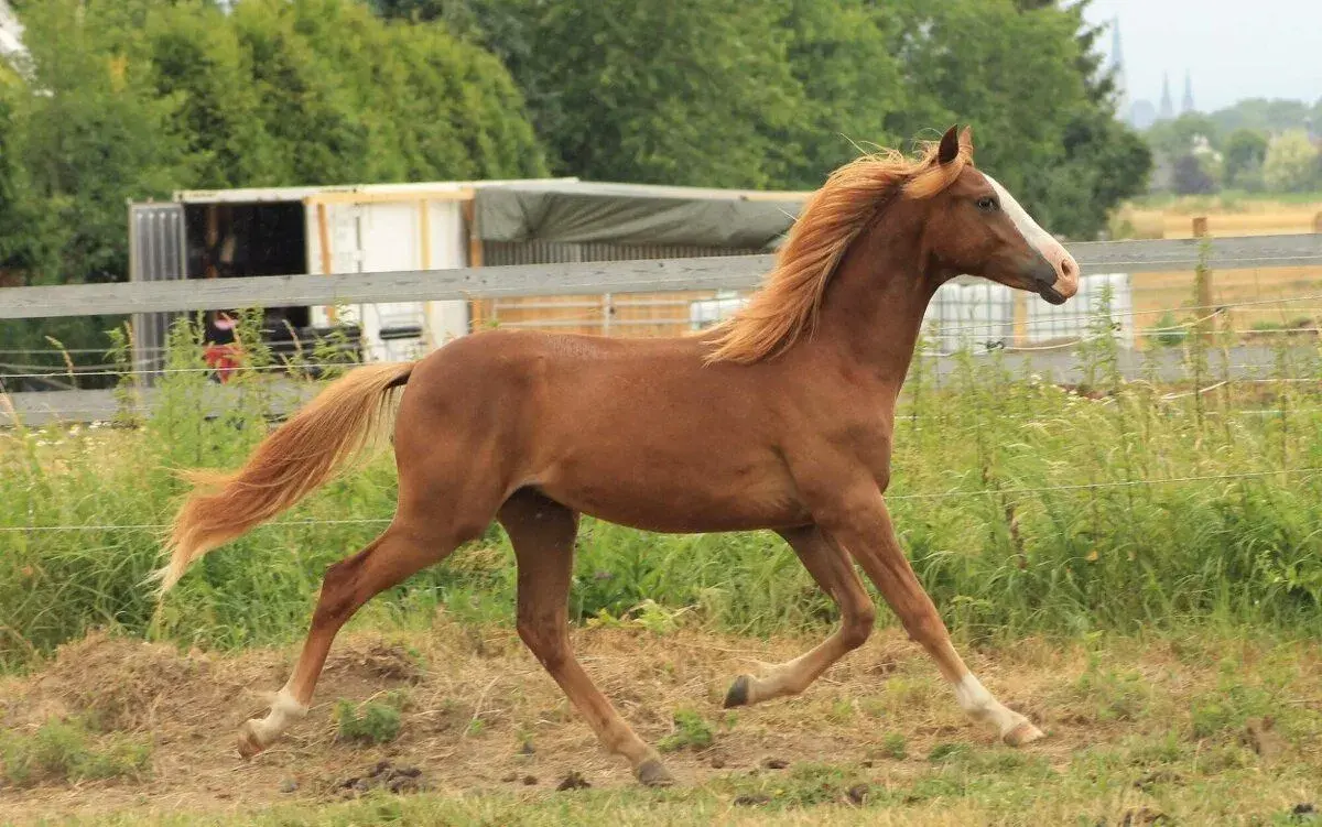 Sportovní pony hřebeček