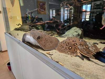 Rejnoci, Potamotrygon