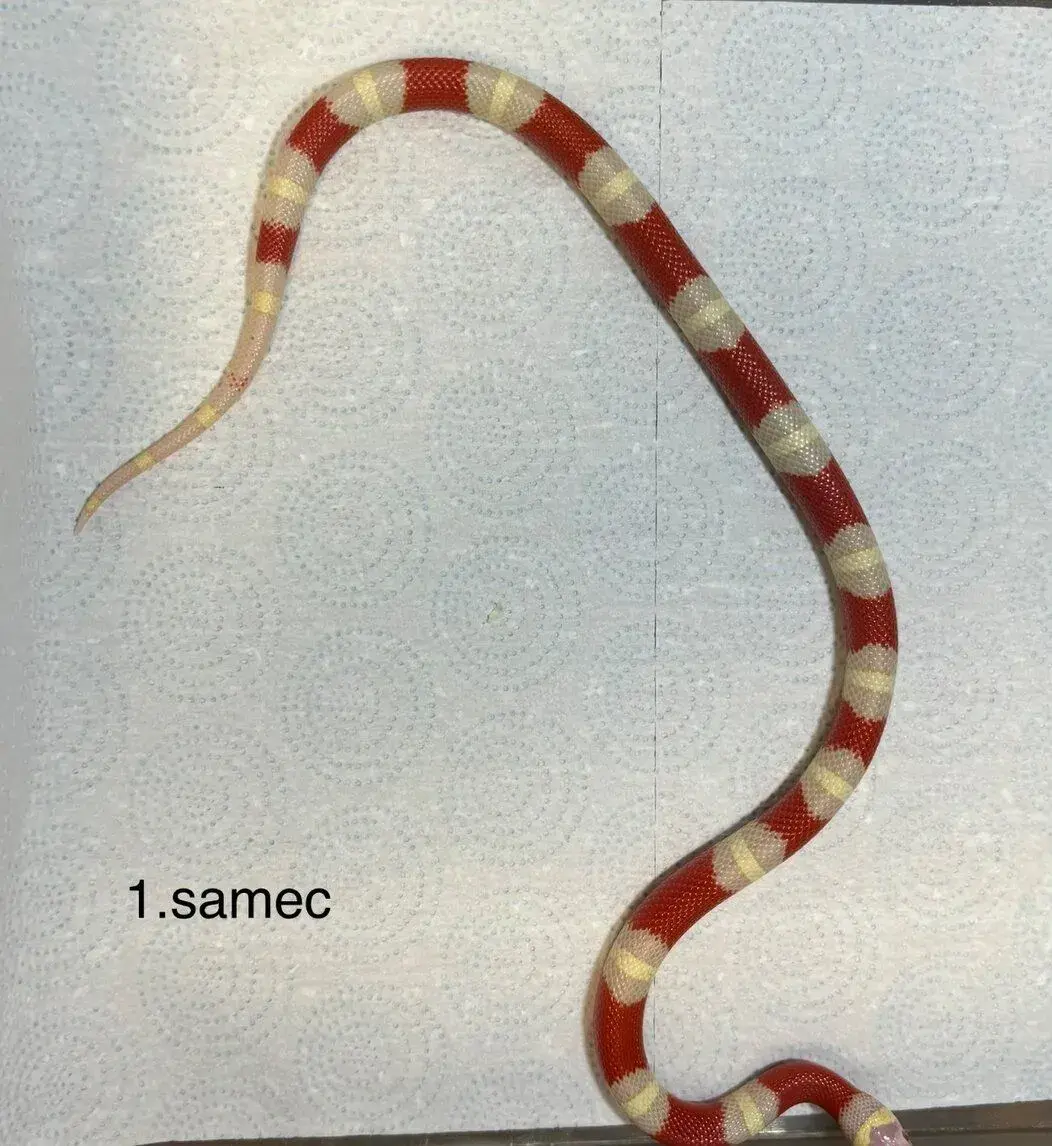 Korálovky lampropeltis triangulum nelsoni albino