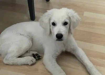 Štěňátko bílého retrívra – 5 měsíců