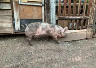 Prase na zabití