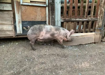 Prase na zabití