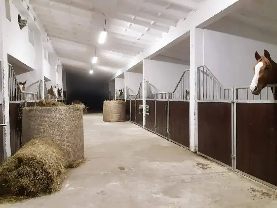 Obsedání a výcvik koní