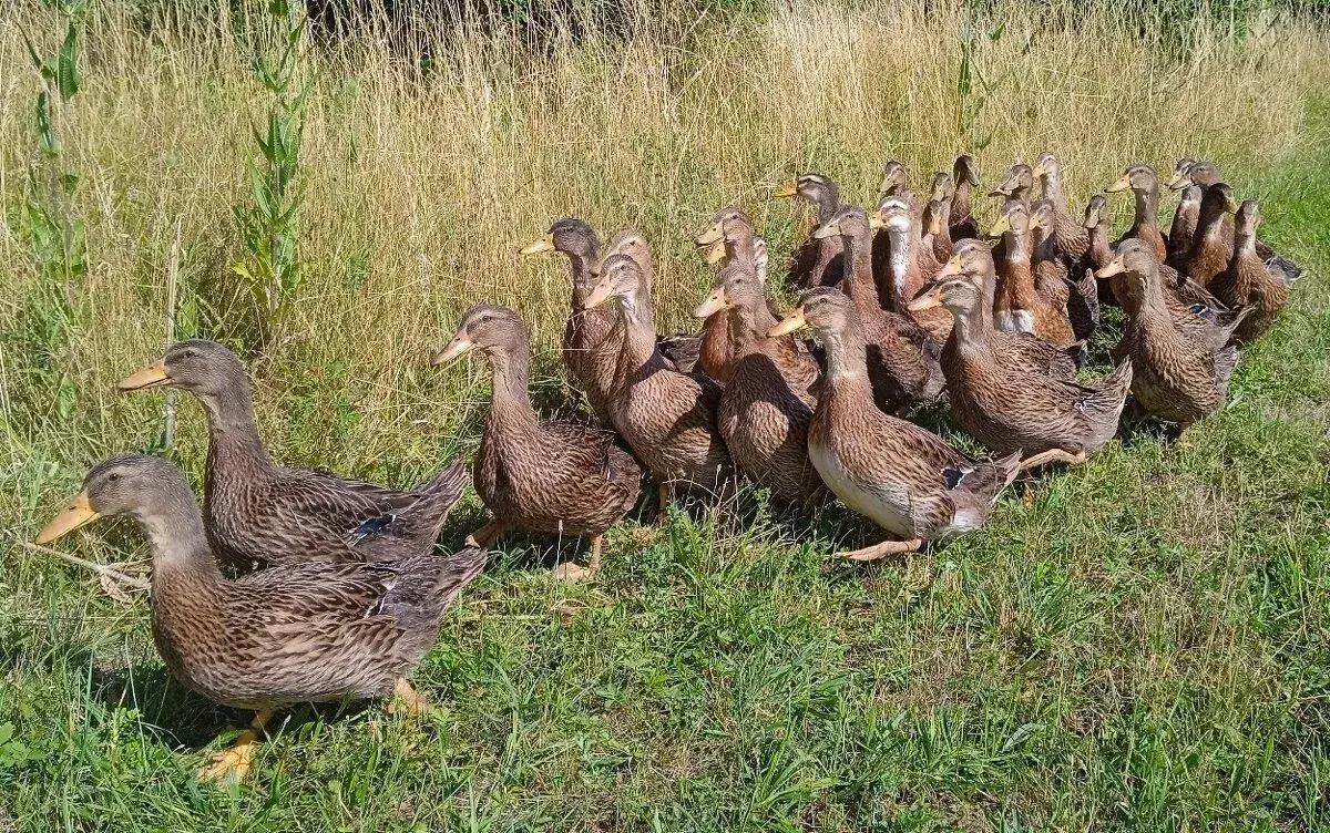 Kačery kachny maďarské