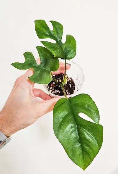 Rhaphidophora Tetrasperma