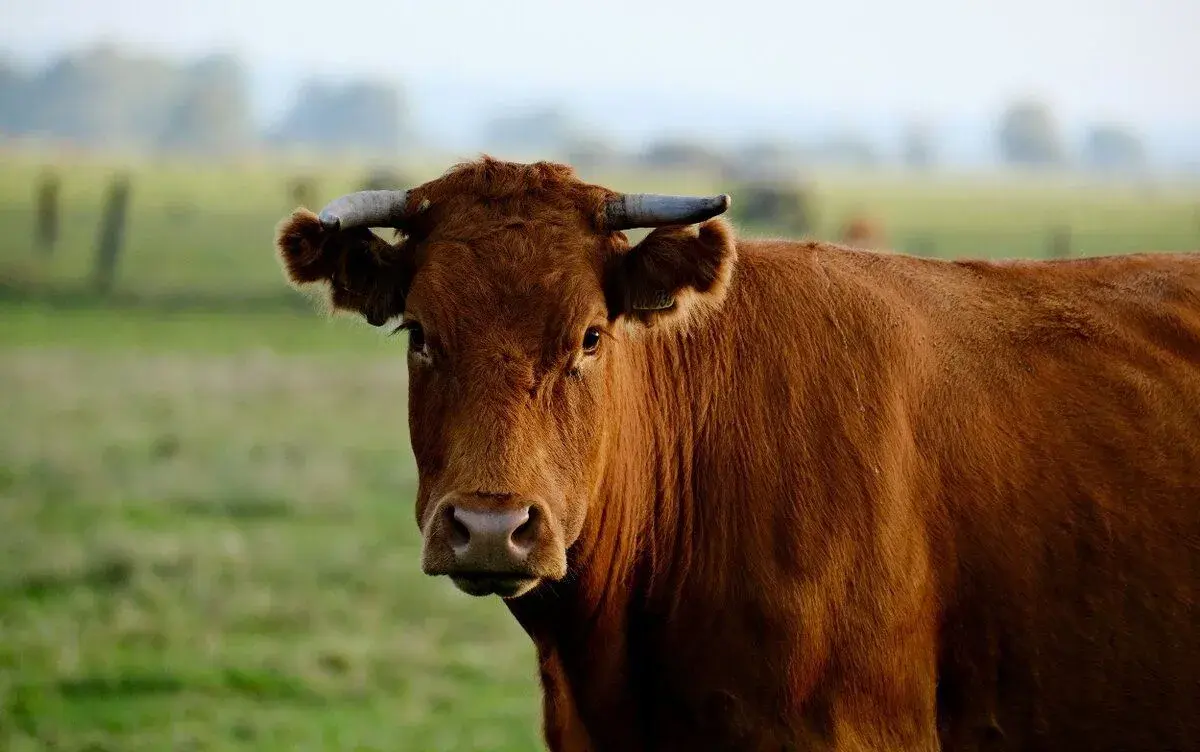 Veterináře na zdravotní zkoušky skotu