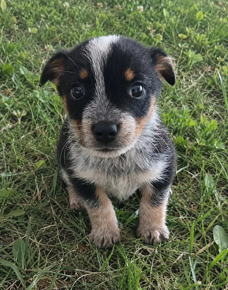 Jack Russell