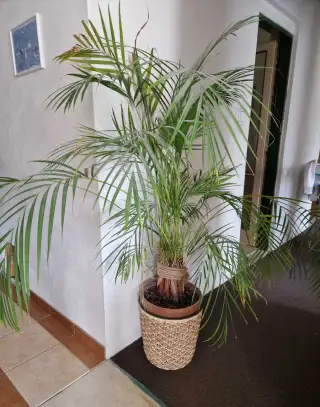 Palma