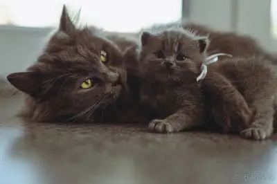 🐾 POSLEDNÍ KOŤÁTKO HLEDAJÍ SVŮJ MILUJÍCÍ DOMOV🐾