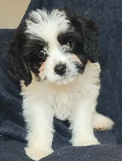 Cavapoo