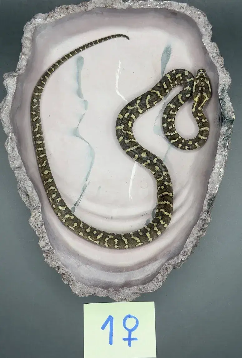 Krajta Cheyneova (Morelia spilota cheynei) 06/26