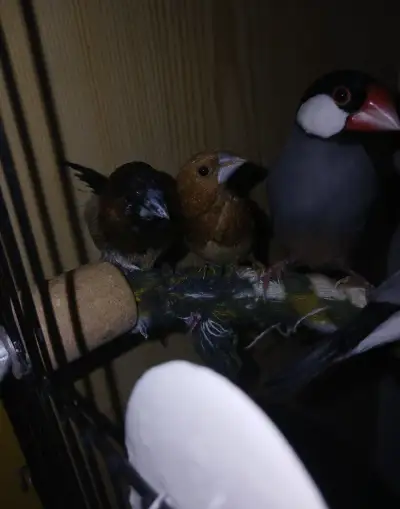 Zebřičky, chůvičky
