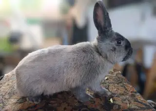 Kuní velký modrý