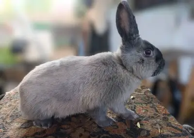 Kuní velký modrý