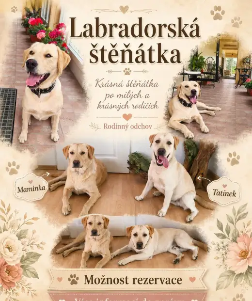 Labradorská štěňátka bez PP