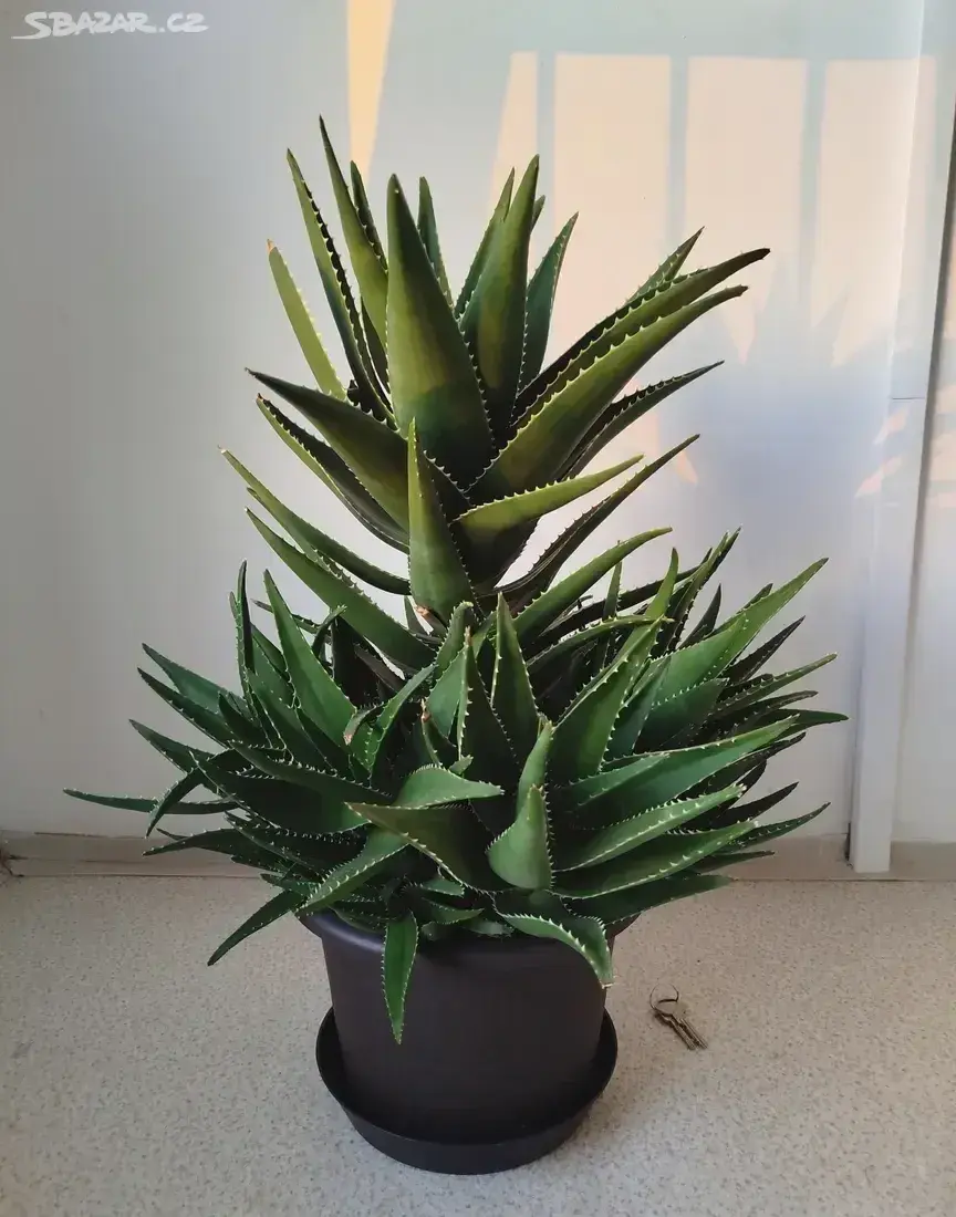 VZROSTLÁ ALOE