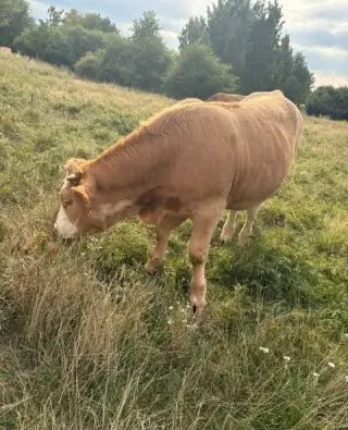 Prodámkrávu
