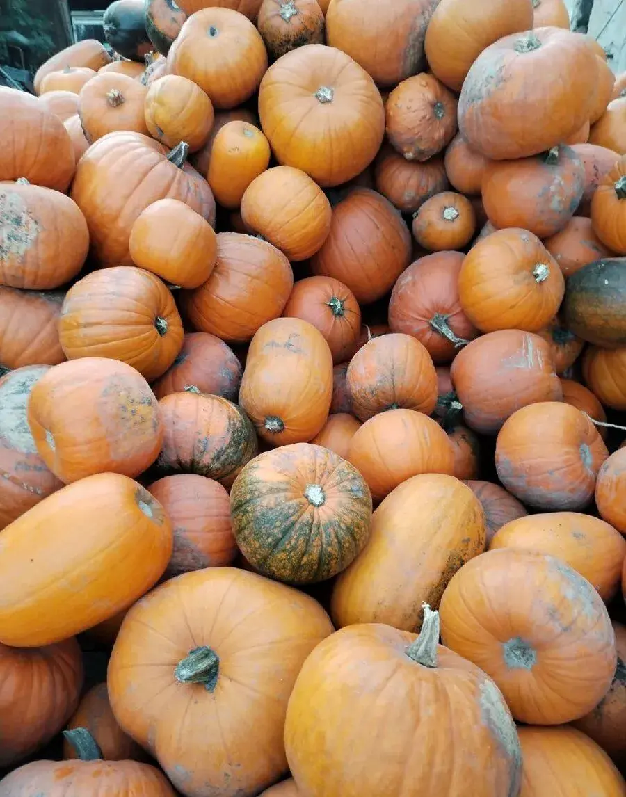 Dýně na Halloween