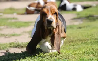 Basset hound - fenka s PP